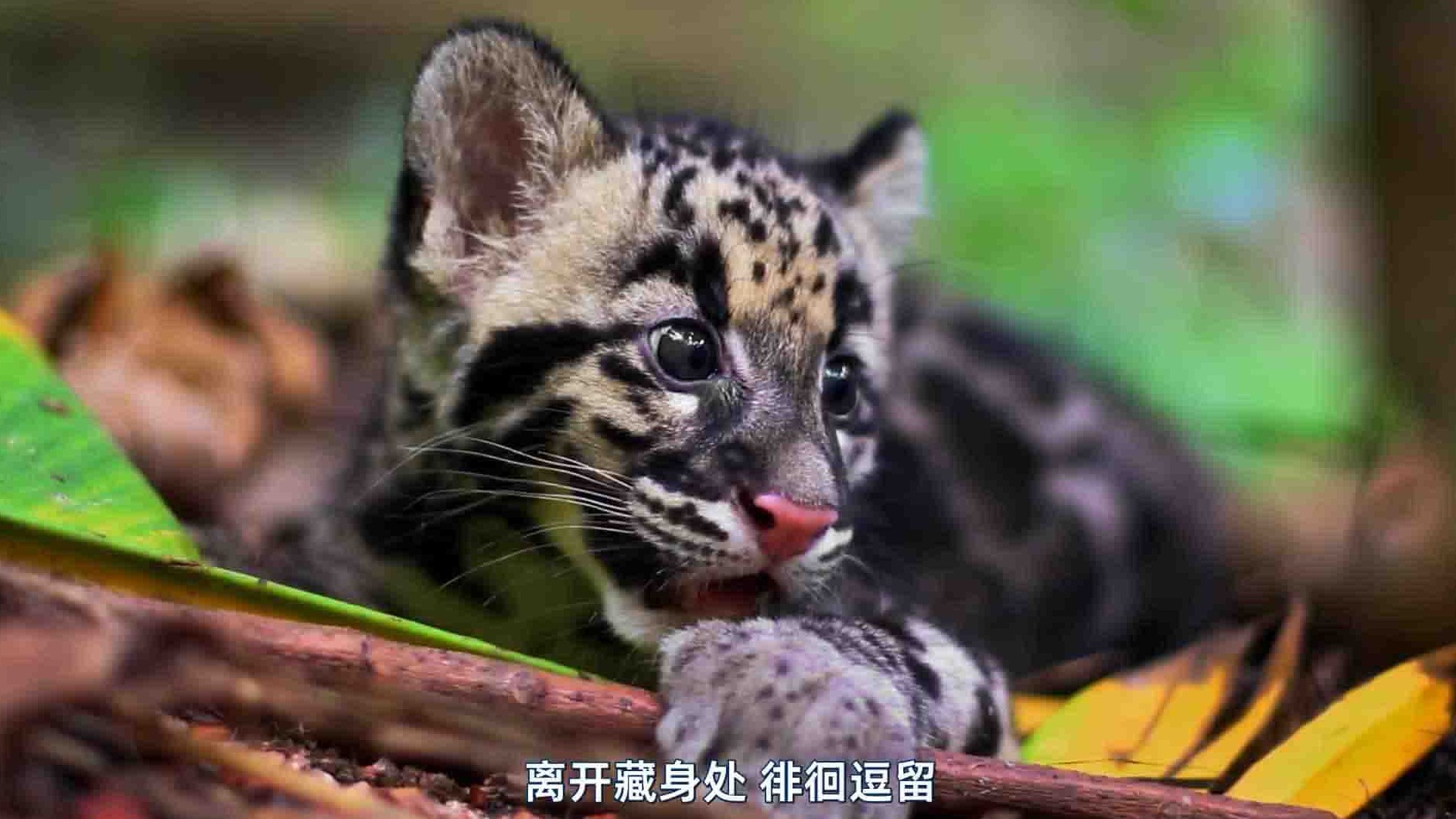 国家地理《泰国野生大猫/泰国野生猫科/泰國野生大貓 Thailands Wild Cats 2021》全1集 英语中字 1080P高清网盘下载
