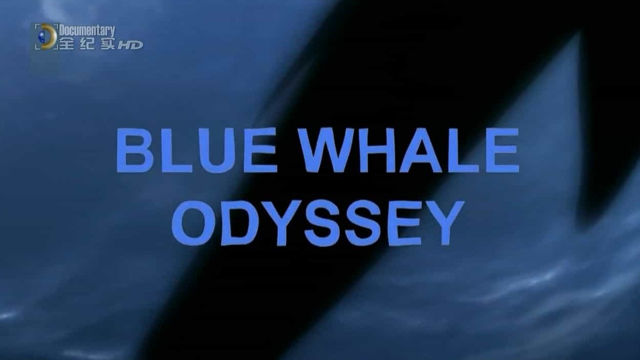 国家地理《小蓝鲸历险记 Blue Whale Odyssey 2010》全1集 英语中字 720高清网盘下载 