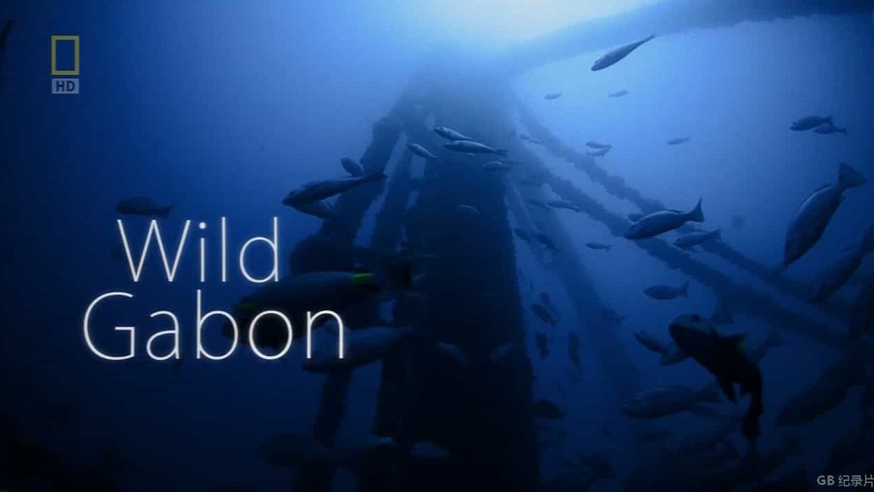 国家地理《野生大地之旅: 野生加彭 Wild Gabon 2014》全1集 英语中字 720P高清网盘下载