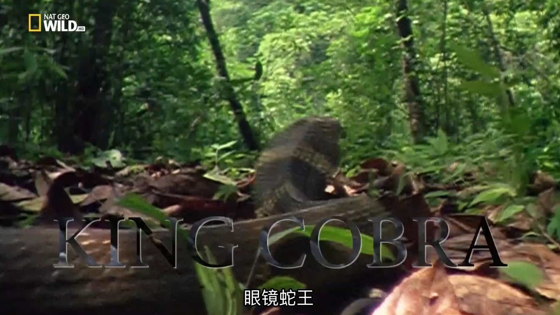 国家地理《眼镜王蛇 King Cobra 1997》全1集 英语英字 1080P高清网盘下载