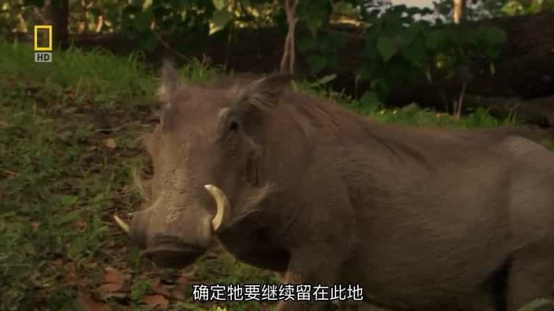 国家地理《勇敢的疣猪妈妈 Mother Warthog 2009》全1集 英语中字 720p高清网盘下载 
