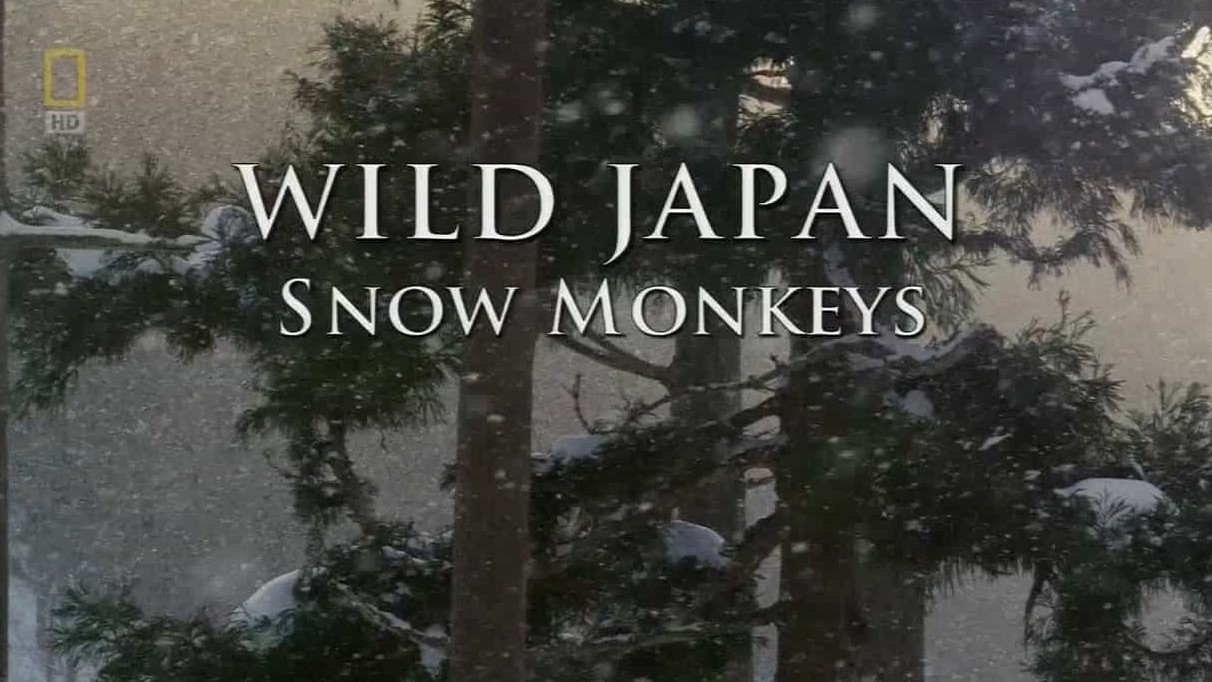  国家地理《野性日本：雪猴 Wild Japan:Snow Monkeys 2014》全1集 英语中字 720P高清网盘下载