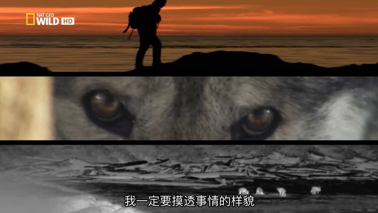 国家地理《荒野远征：巨狼 America The Wild: Monster Wolf 2014》全1集 英语中字 720P高清网盘下载