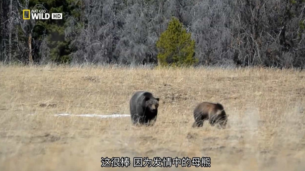 国家地理《荒野远征：灰熊之夜+巨狼+美国吸血蝙蝠 America The Wild: Night of The Grizzly 2013》全3集 英语中字 720P高清网盘下载