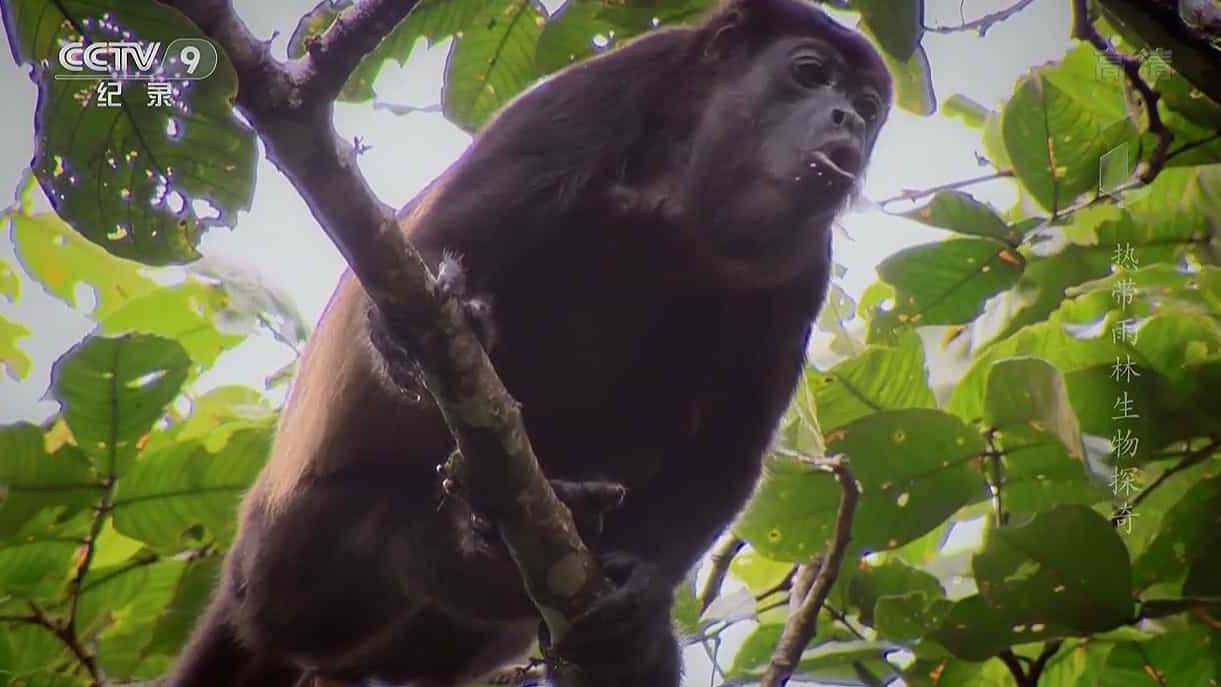 国家地理《热带雨林生物探奇 Secret Life Of The RainForest 2015》全1集 国语中字 720P高清网盘下载