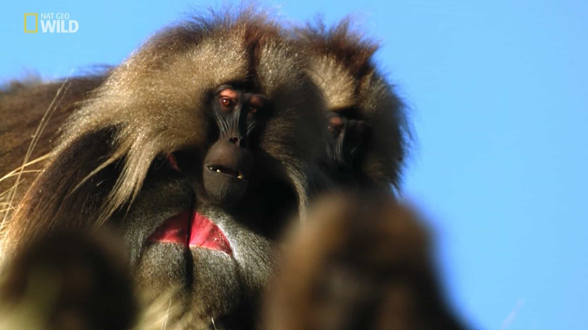 国家地理《山地狒狒 Wild King of the Mountain Baboons》全1集 国粤英多语版无字 1080P高清网盘下载