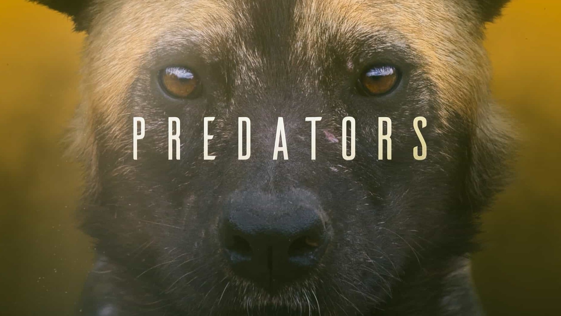 Sky纪录片《掠食者 Predators 2022》第1季全5集 英语中英双字 1080P高清网盘下载