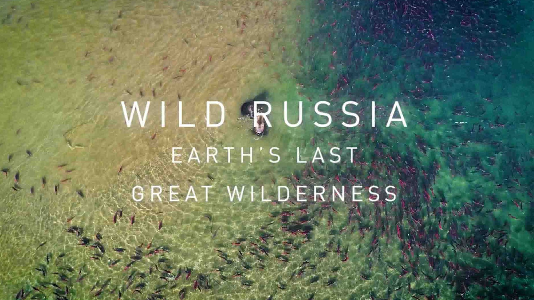 国家地理《野性俄罗斯/狂野俄罗斯 第2季：地球最后一片荒野 Wildes Russland 2018》全4集 英语中英双字 1080P高清网盘下载
