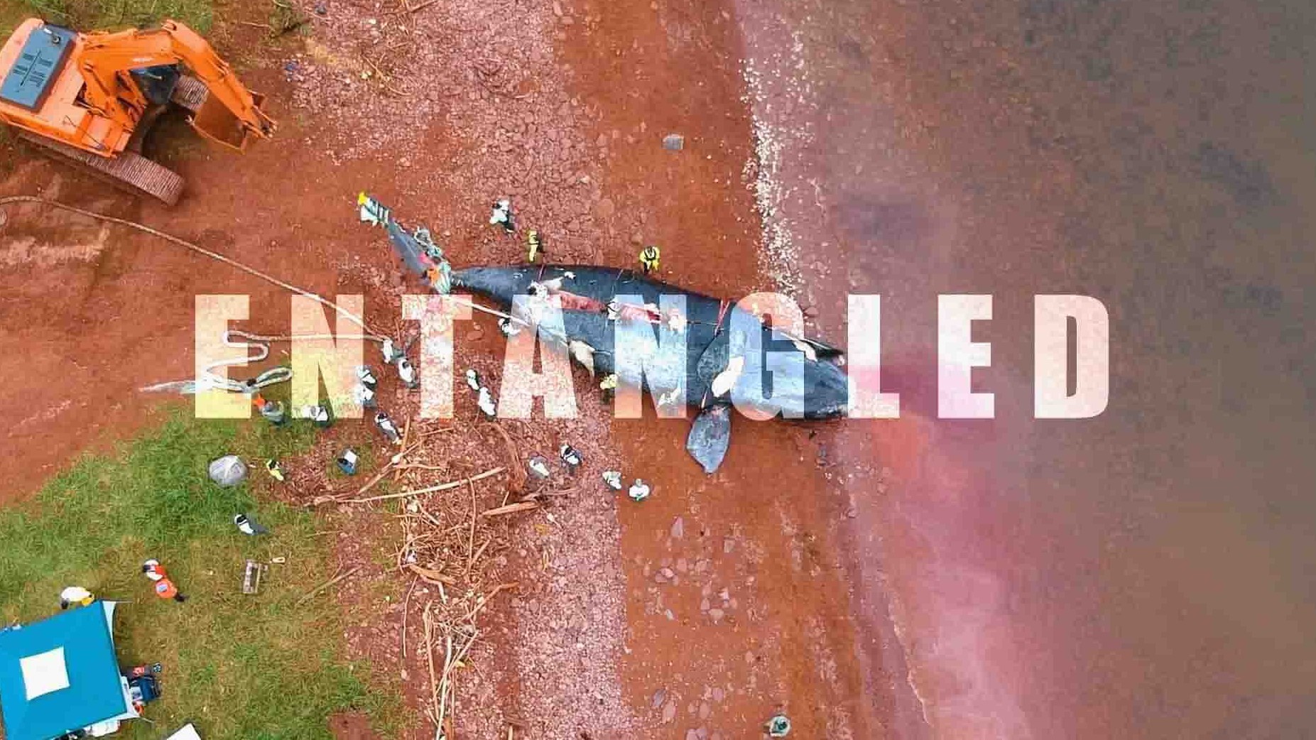 美国纪录片《拯救露脊鲸 Entangled: The Race to Save Right Whales from Extinction 2020》全1集 英语中英双字 1080P高清网盘下载