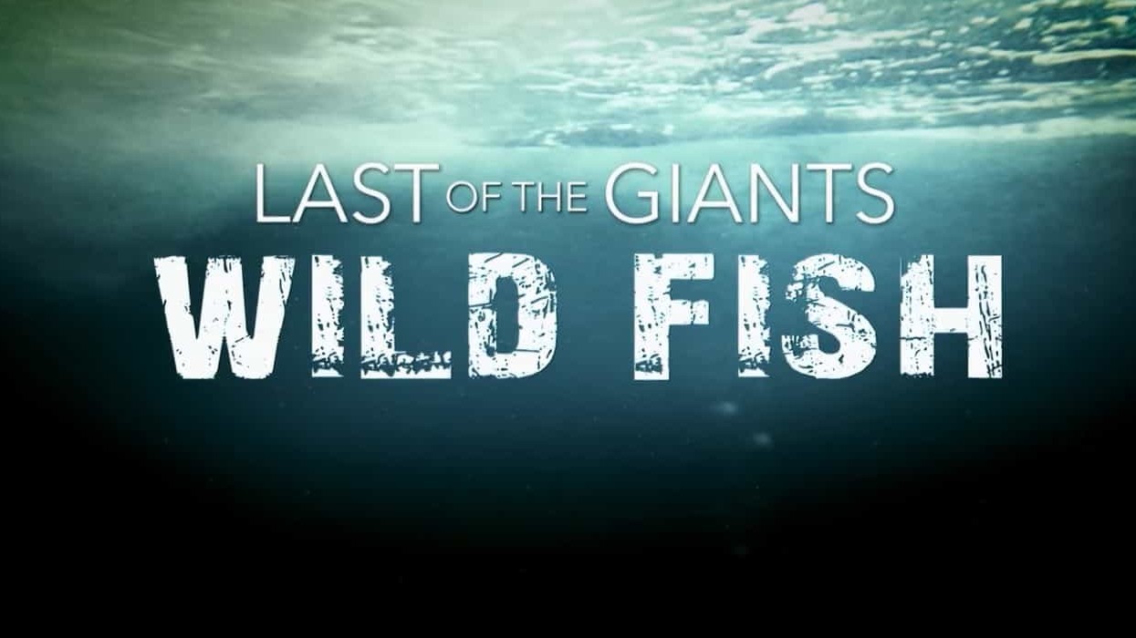 国家地理《追踪巨型鱼 Last of the Giants 2022》第1季全8集 英语中英双字  720P高清网盘下载