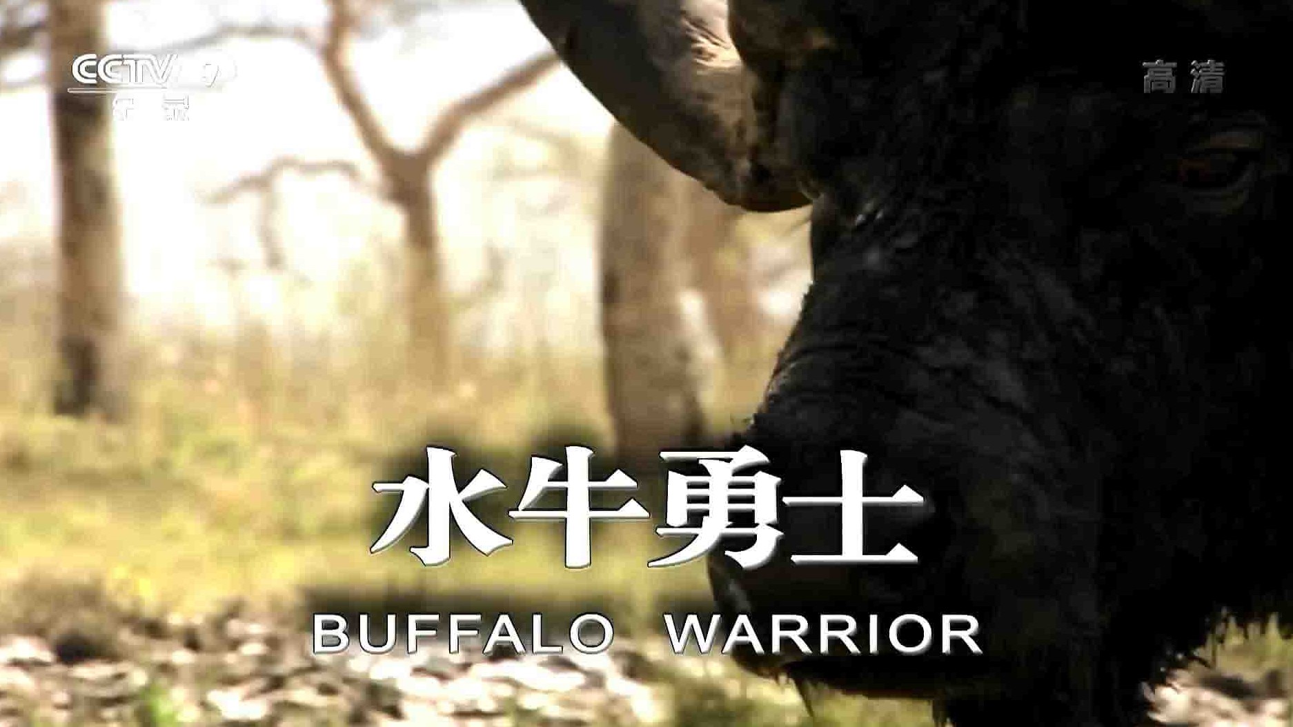 国家地理《水牛战士 Buffalo Warrior 2010》全1集 国语中字 1080P高清网盘下载