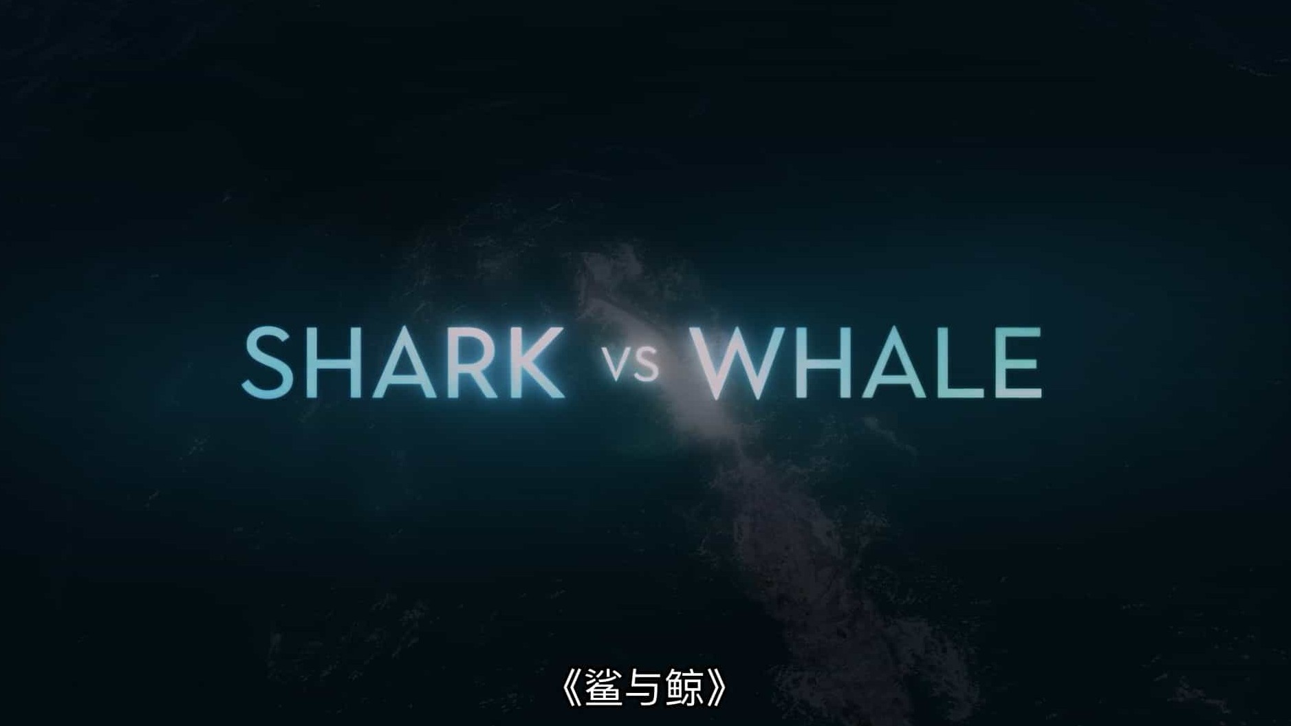 国家地理《鲨与鲸 Shark vs. Whale 2020》全1集 英语中字 1080P高清网盘下载