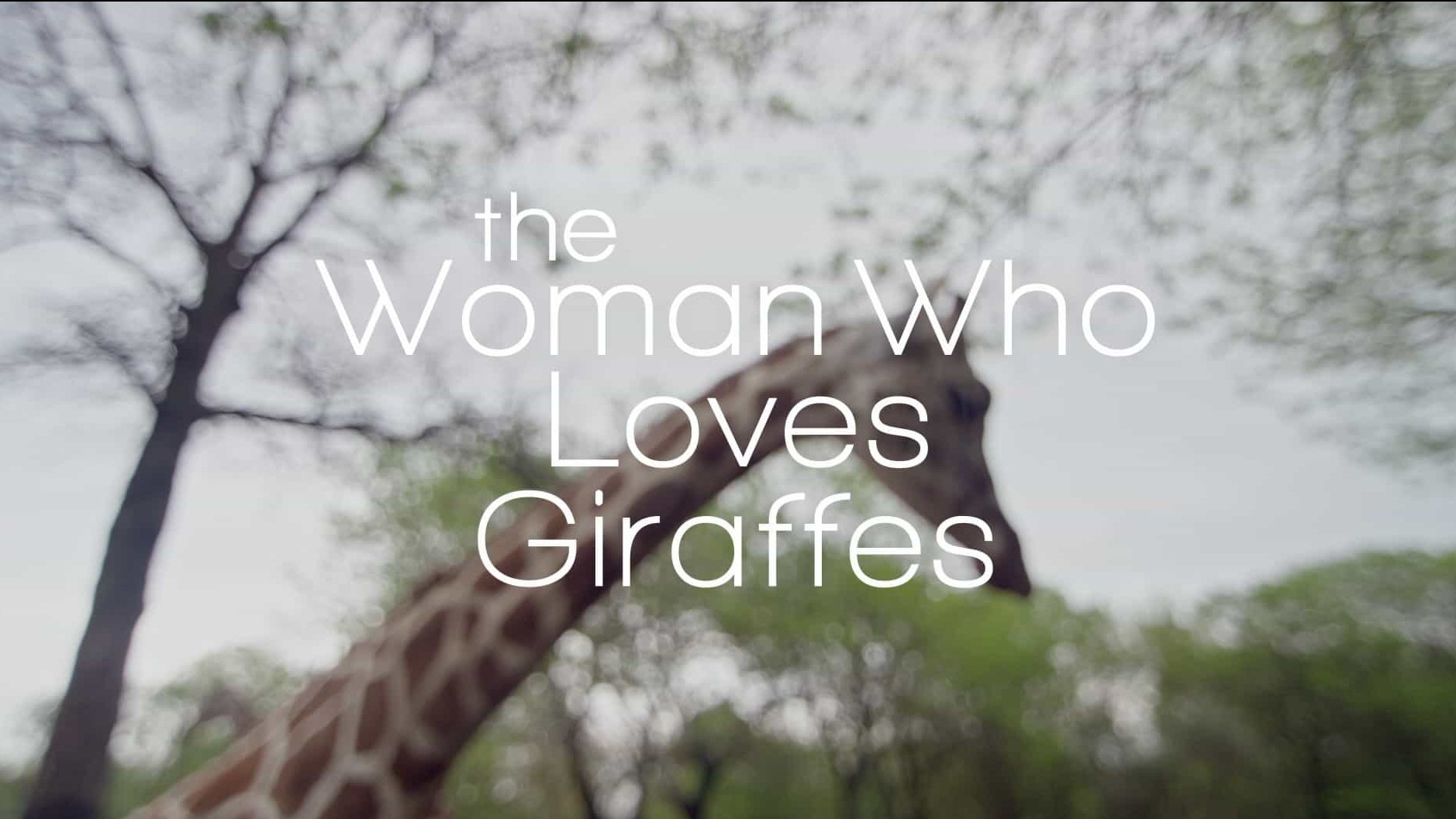 加拿大纪录片《爱长颈鹿的女人 The Woman Who Loves Giraffes 2018》全1集 英语中字 1080P高清网盘下载