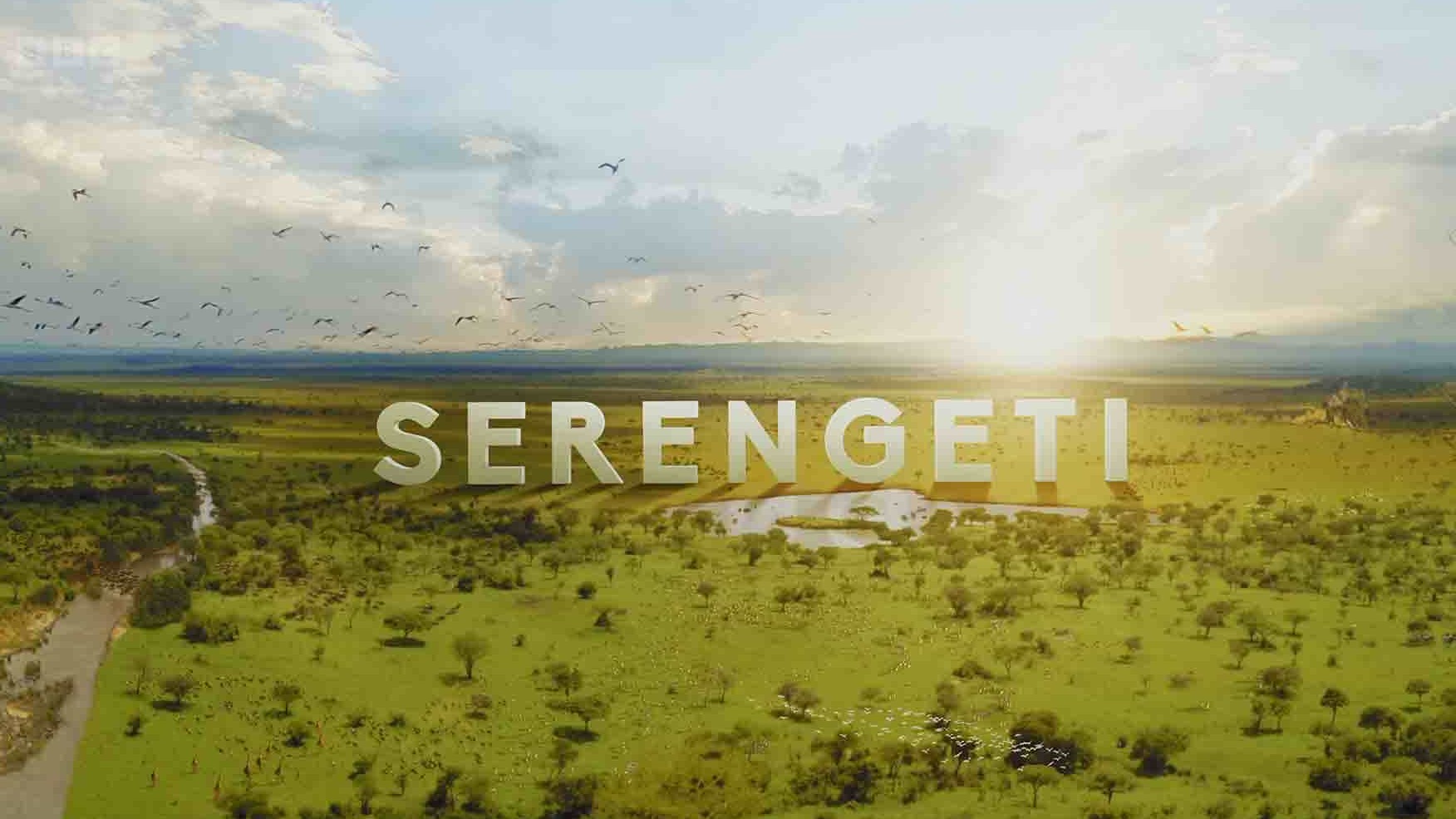 BBC纪录片《塞伦盖蒂 Serengeti 2022》第3季全6集 英语中英双字 4K超高清网盘下载