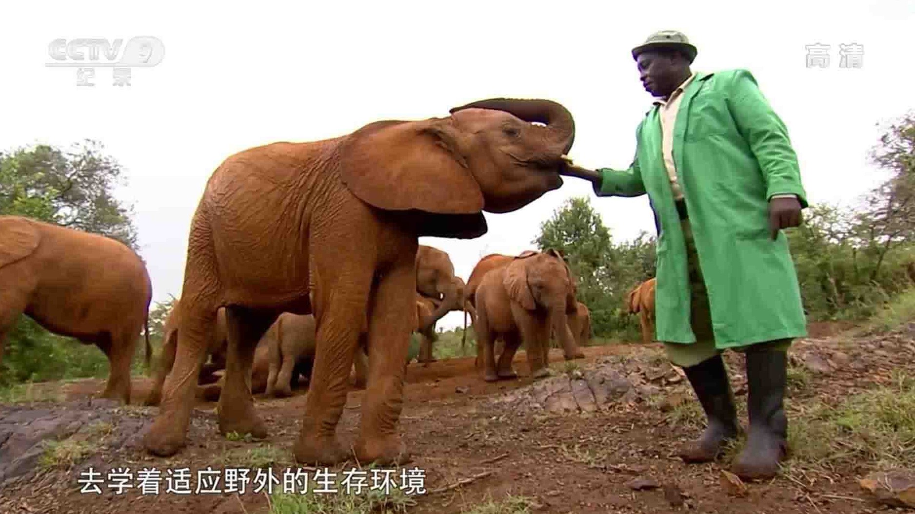 央视纪录片《野生大象炼成记 How to Be a Wild Elephant 2014》全1集 国语中字 1080P高清网盘下载