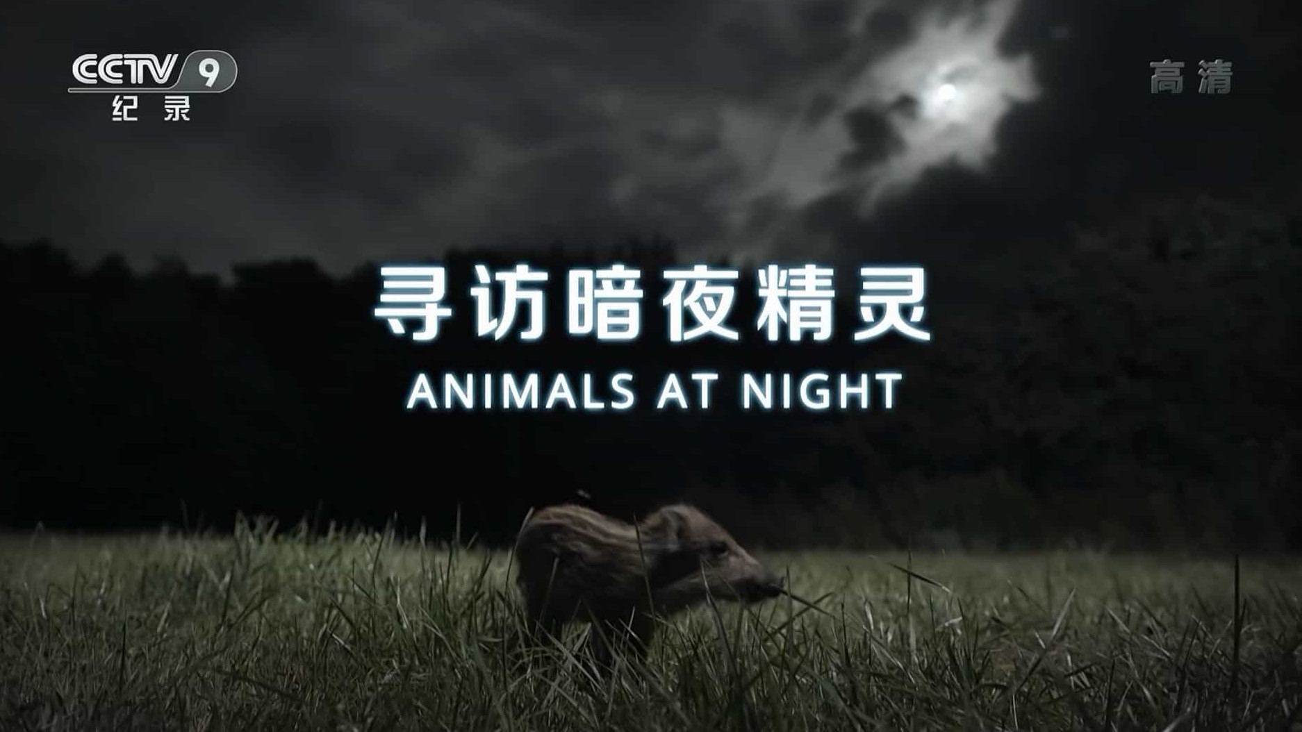 法国纪录片《寻访暗夜精灵 Animals at Night 2017》全1集 国语中字 1080P高清网盘下载