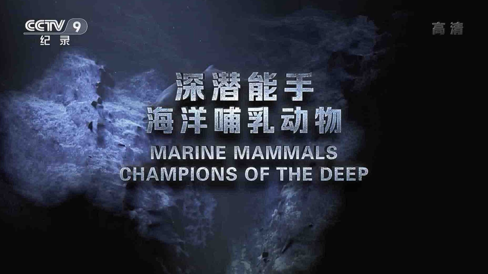 法国纪录片《深潜能手 – 海洋哺乳动物 Marine Mammals:Champions of the Deep 2019》全1集  国语中字 1080高清网盘下载