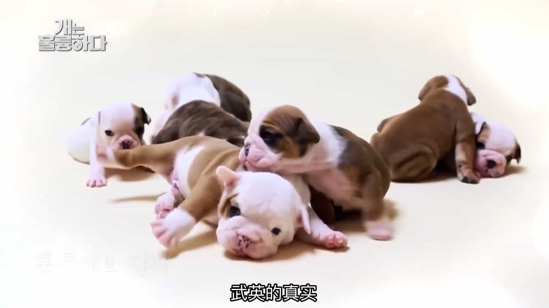 KBS纪录片《狗狗很优秀 Dogs are Incredible》全91集 韩语中字 720P高清网盘下载