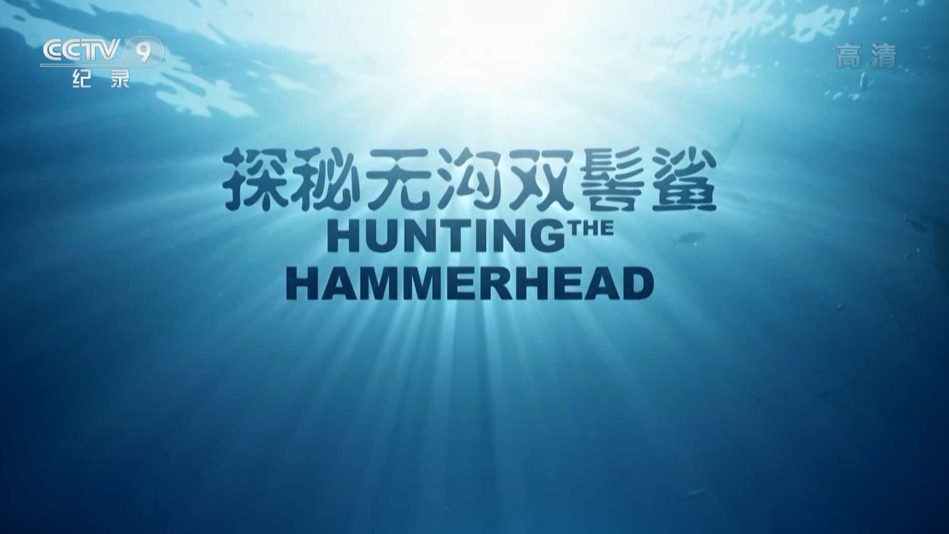 史密森频道《探秘无沟双髻鲨 Hunting the Hammerhead 2016》全1集 国语中字 1080i高清网盘下载