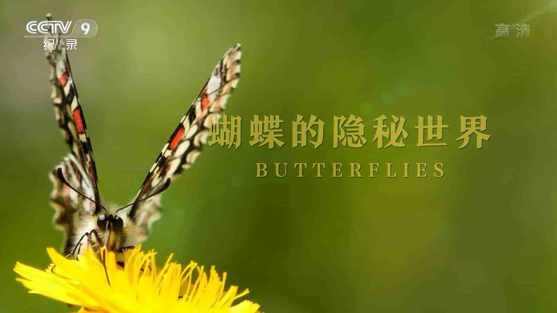 西班牙纪录片《蝴蝶的隐秘世界 Butterflies 2018》全1集 国语中字  1080P高清网盘下载