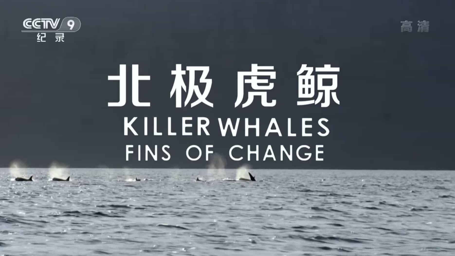 央视纪录片《北极虎鲸 Killer Whales Fins Of Change 2014》全1集 国语中字 1080P高清网盘下载