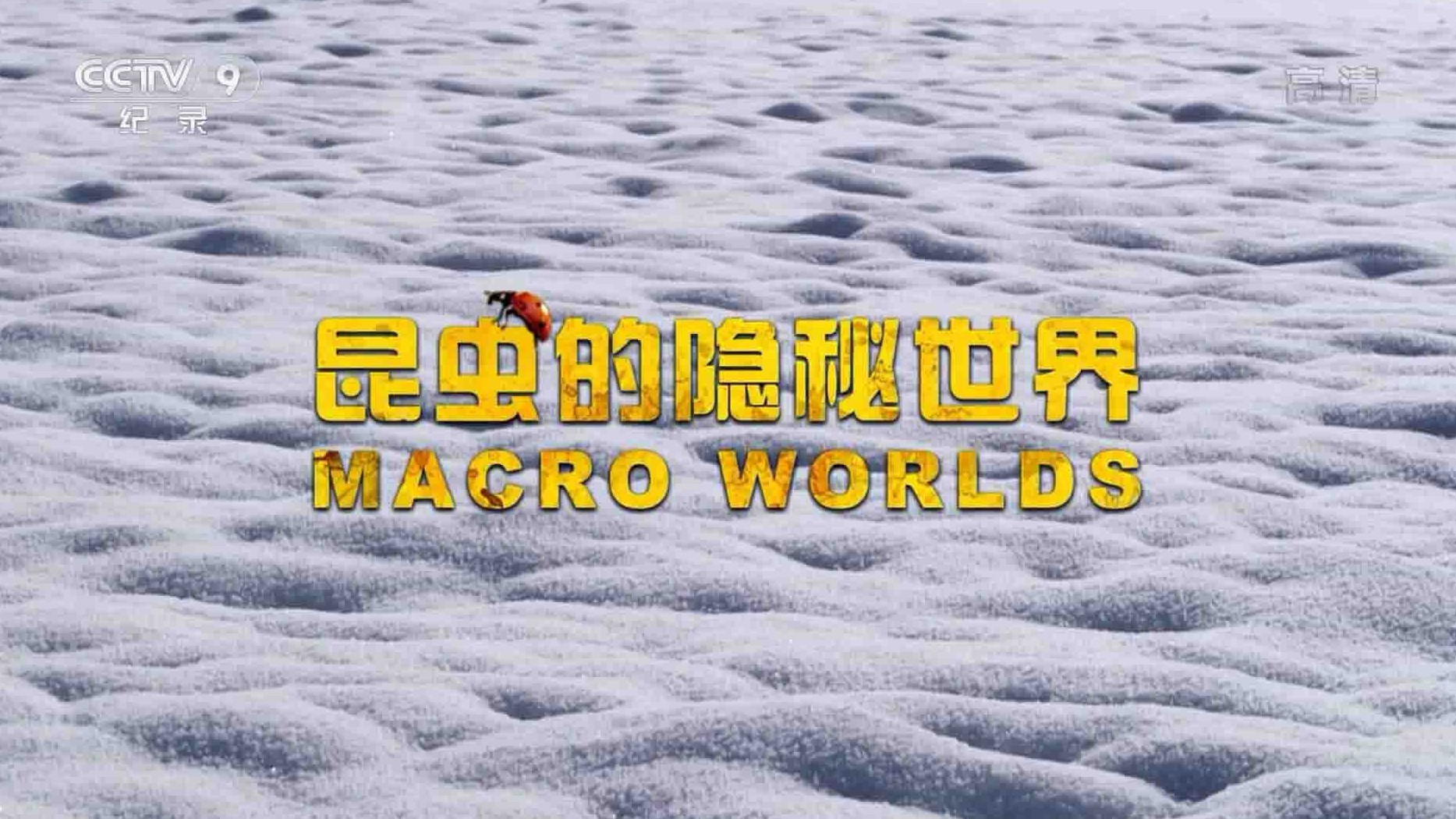 史密森频道 《昆虫的隐秘世界 Macro Worlds 2019》全3集 国语中字  1080i高清网盘下载