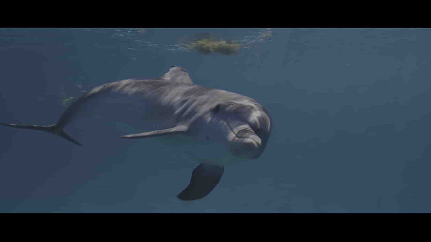 Netflix纪录片《动物本色/动物大搜秘/海陆空动物王者 Animal 2022》第2季全4集 英语多国中字 4K超高清网盘下载