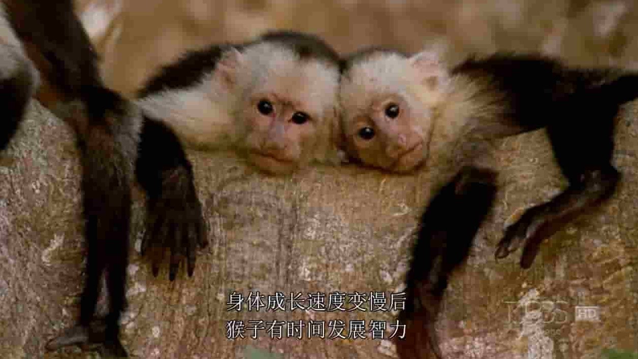 美国纪录片/PBS纪录片 《聪明的猴子/自然：聪明的猴子Nature Clever Monkeys》全1集 英语中字 720P高清网盘下载 