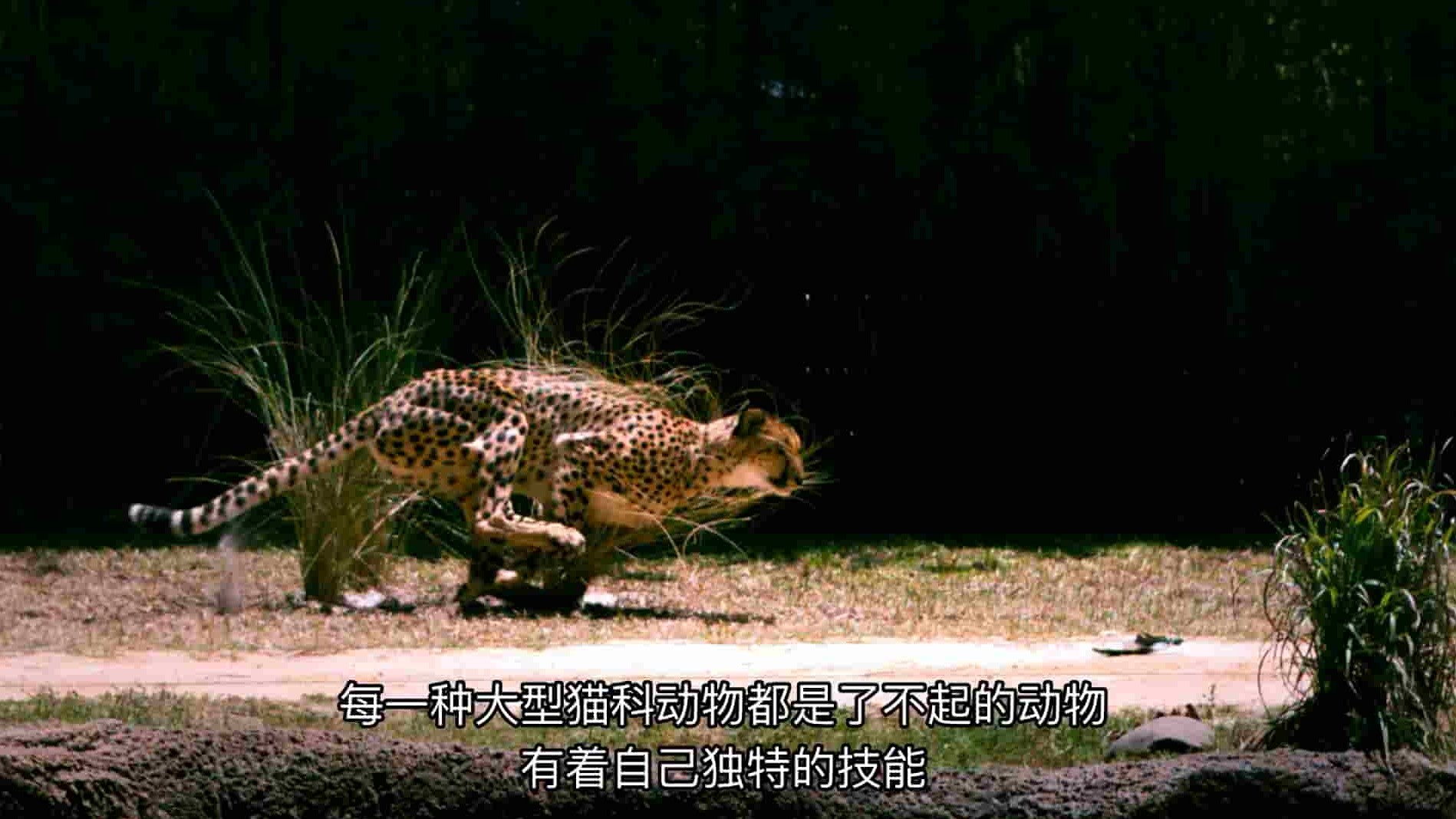 国家地理《大猫竞技 Big Cat Games 2015》全1集 英语多国中字  1080P高清网盘下载