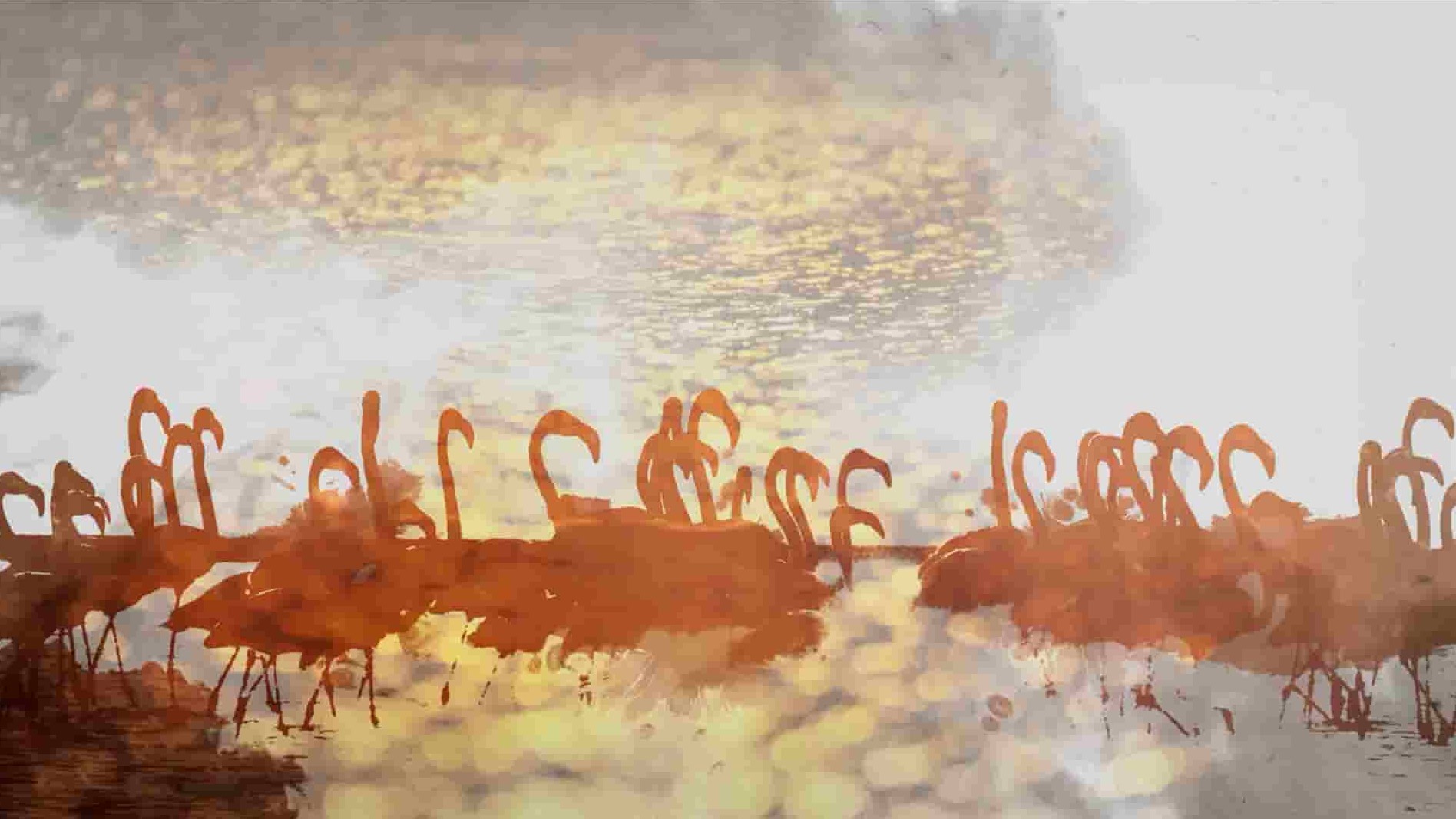 国家地理《奥卡万戈：梦想之河 Okavango: River of Dreams 2019》全1集 英语多国中字 1080P高清网盘下载