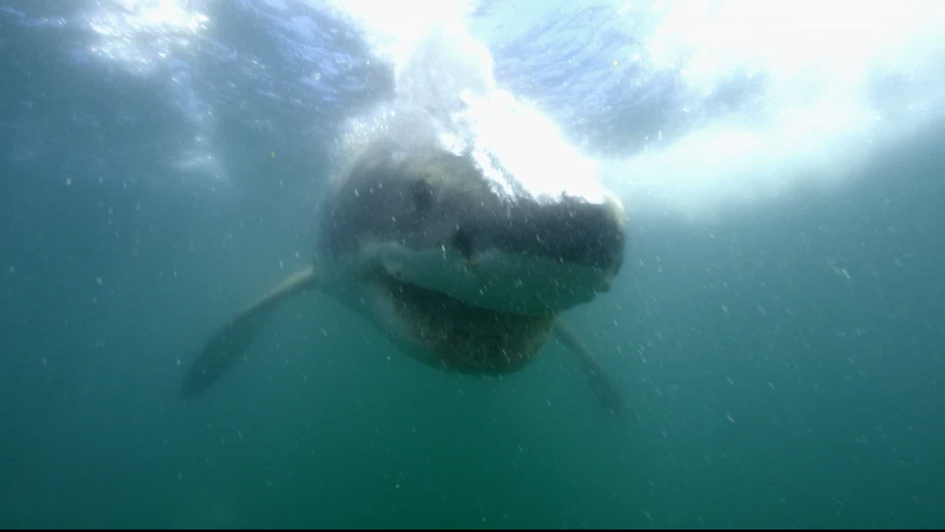 国家地理《女王鲨 Shark Queens 2022》全1集 英语多国中字 1080P高清网盘下载