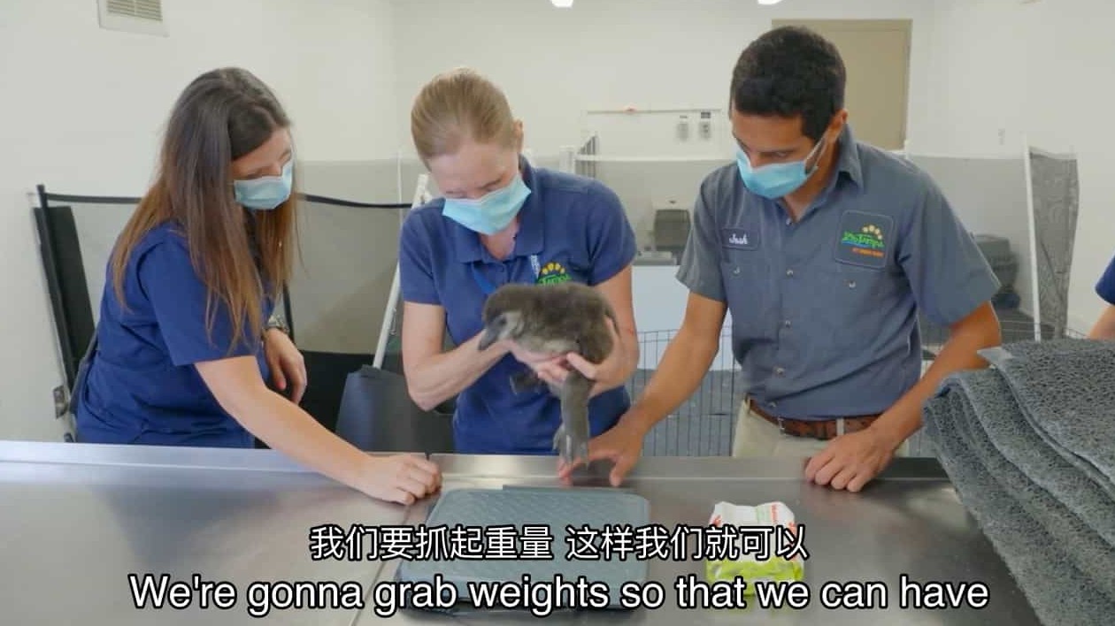 国家地理《动物园秘辛：坦帕湾/动物园的秘密 Secrets of the Zoo: Tampa 2023》第3-4季全24集 英语中英双字 1080P高清网盘下载