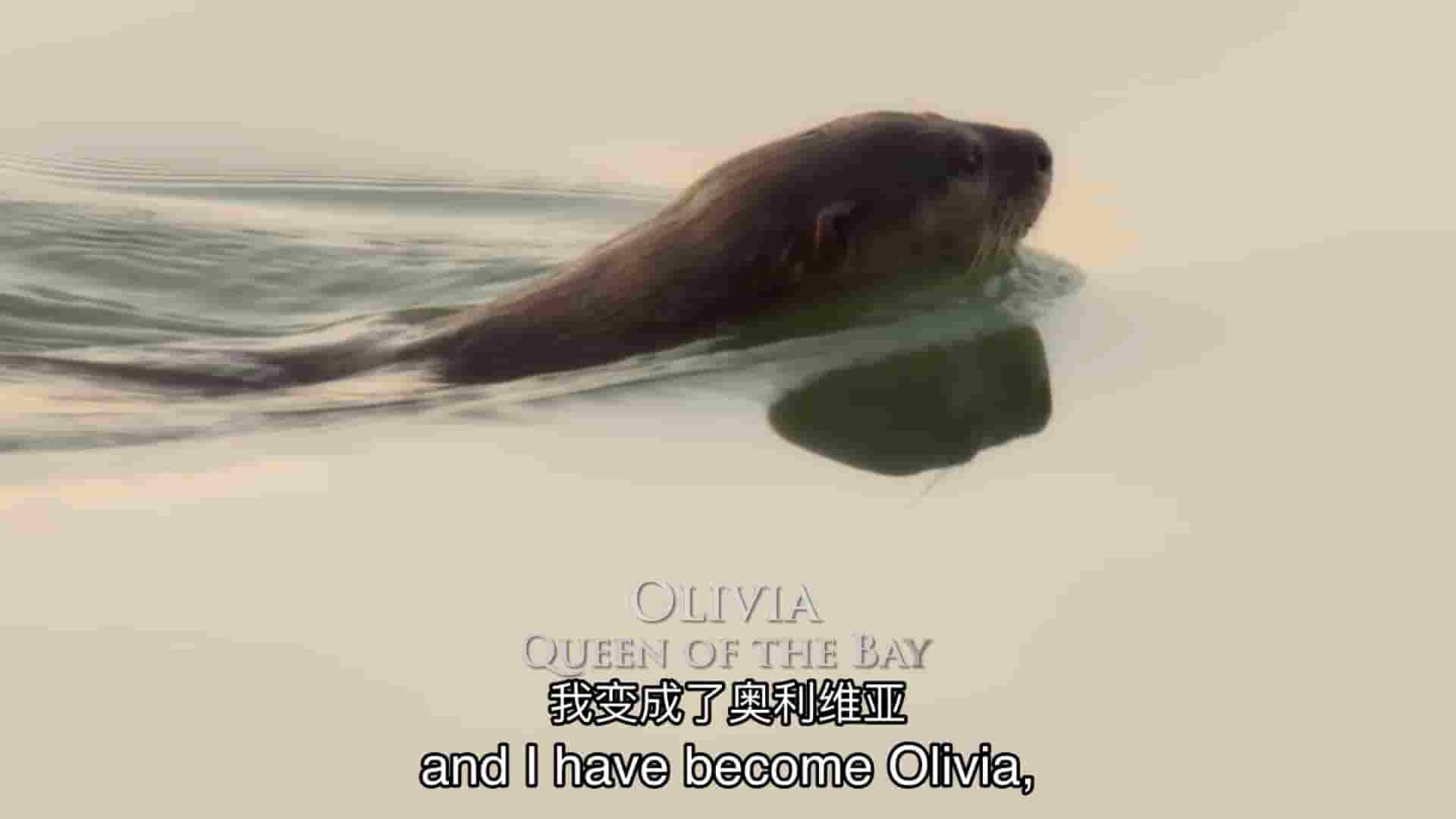 探索频道《水獭王朝/水獭的权力的游戏 Otter Dynasty 2023》第1季全6集 英语中英双字 1080P高清网盘下载