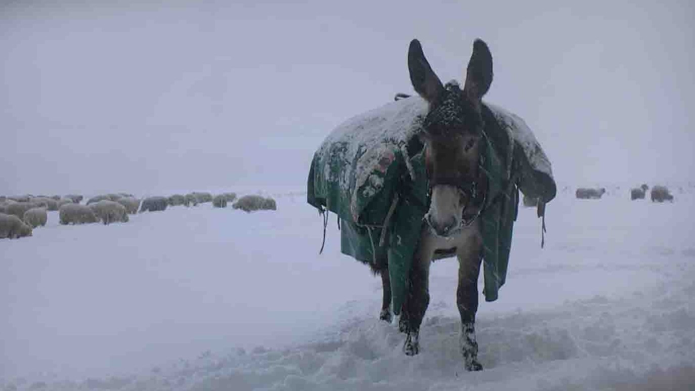瑞士纪录片《冬季游牧人 Winter Nomads 2012》全1集 法语中英双字 1080P高清网盘下载