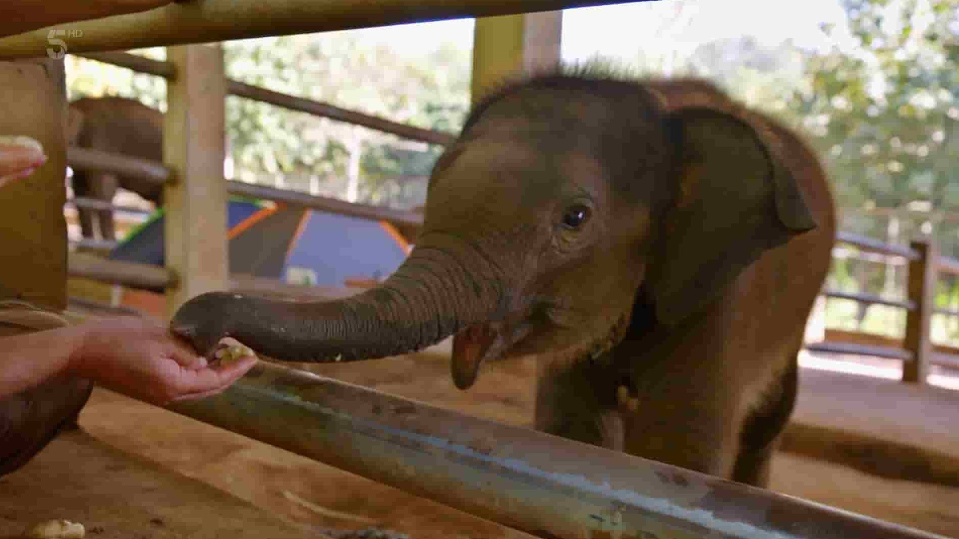 Ch5纪录片《大象医院 Elephant Hospital 2022》第1-2季全6集 英语中英双字 1080P高清网盘下载 
