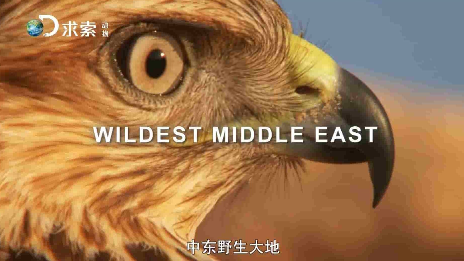 美国纪录片/动物星球《中东野生大地/野性中東 Wildest Middle East》全5集 英语中字 1080P高清网盘下载