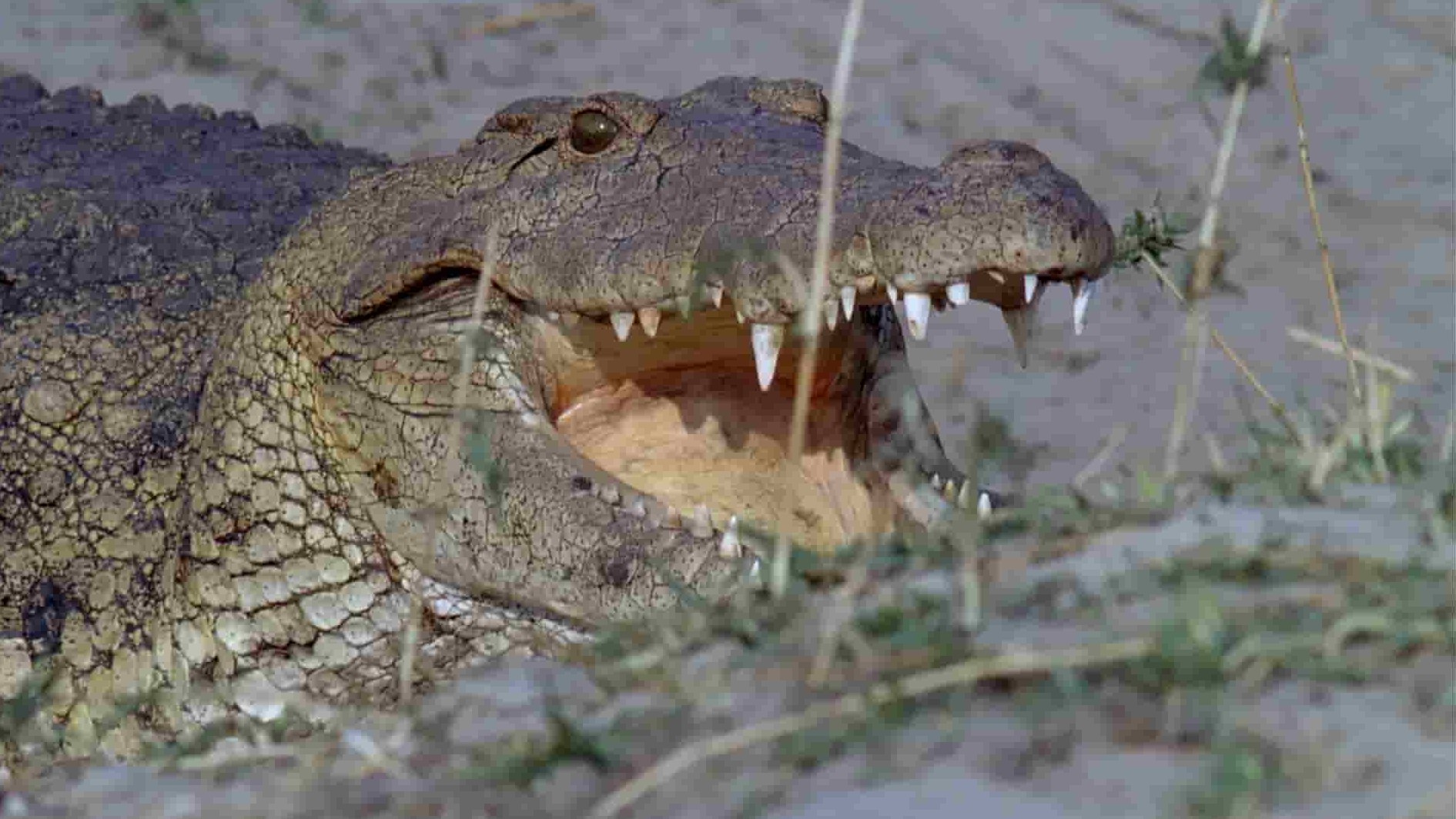  国家地理《鳄鱼的阴暗面/鳄鱼的黑暗面 Dark Side of Crocs 2022》全1集 英语中英双字 1080P高清网盘下载