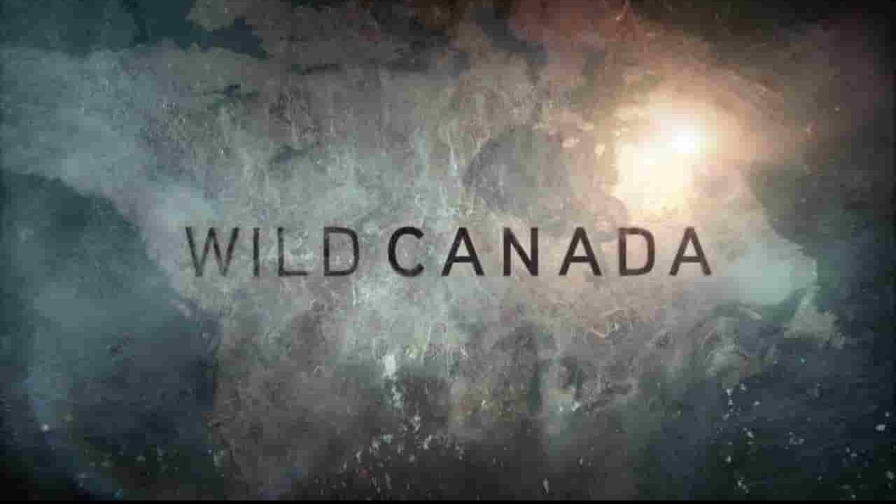 CBC纪录片《野性加拿大 Wild Canada》全5集 英语中字 720P高清网盘下载 