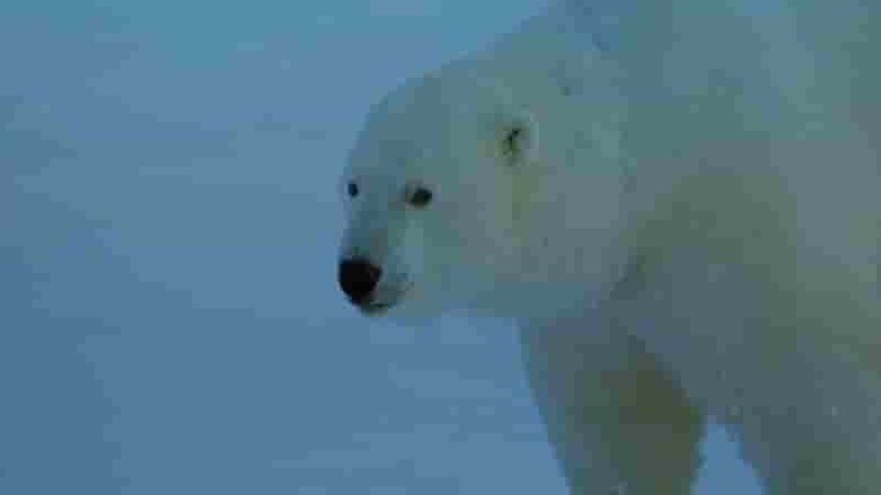 IMAX纪录片《熊 Bears 2001》全1集 英语中字 720p高清网盘下载 