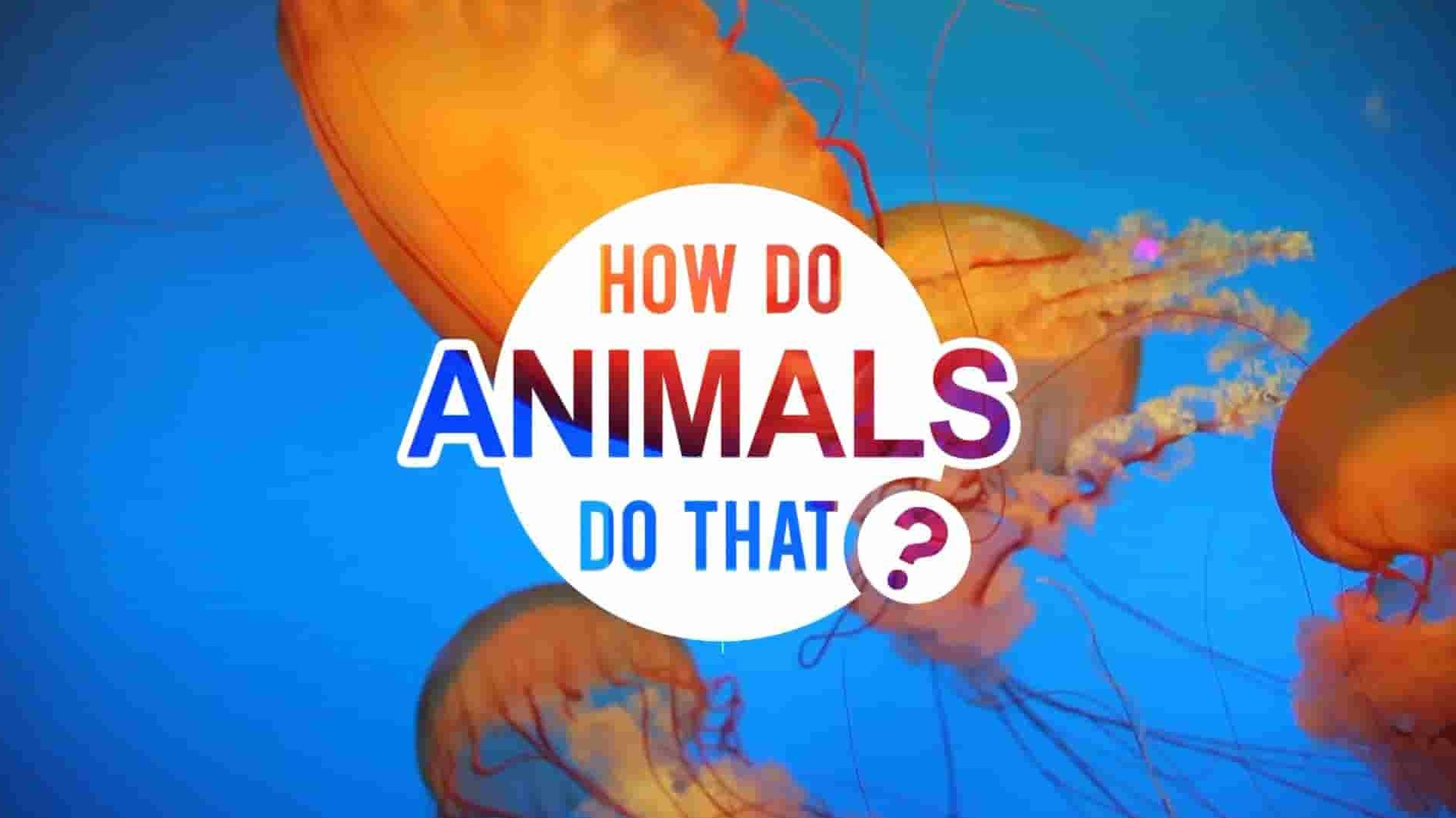 动物星球《动物奇门功夫/动物奇门功夫 How Do Animals Do That?》第1-2季全24集 英语中英双字 1080P高清网盘下载
