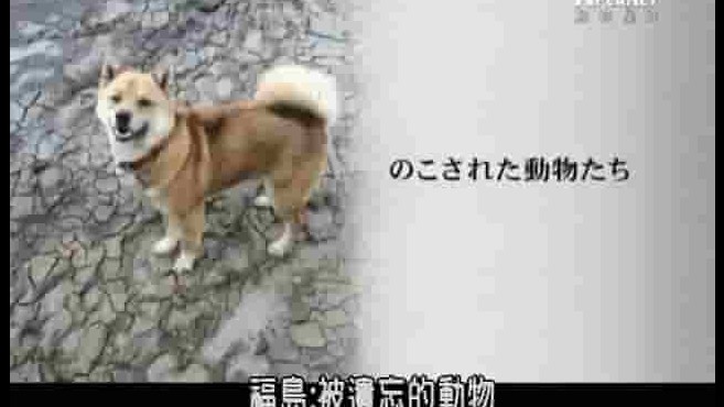 探索频道《福岛︰被遗忘的动物 Fukushima
