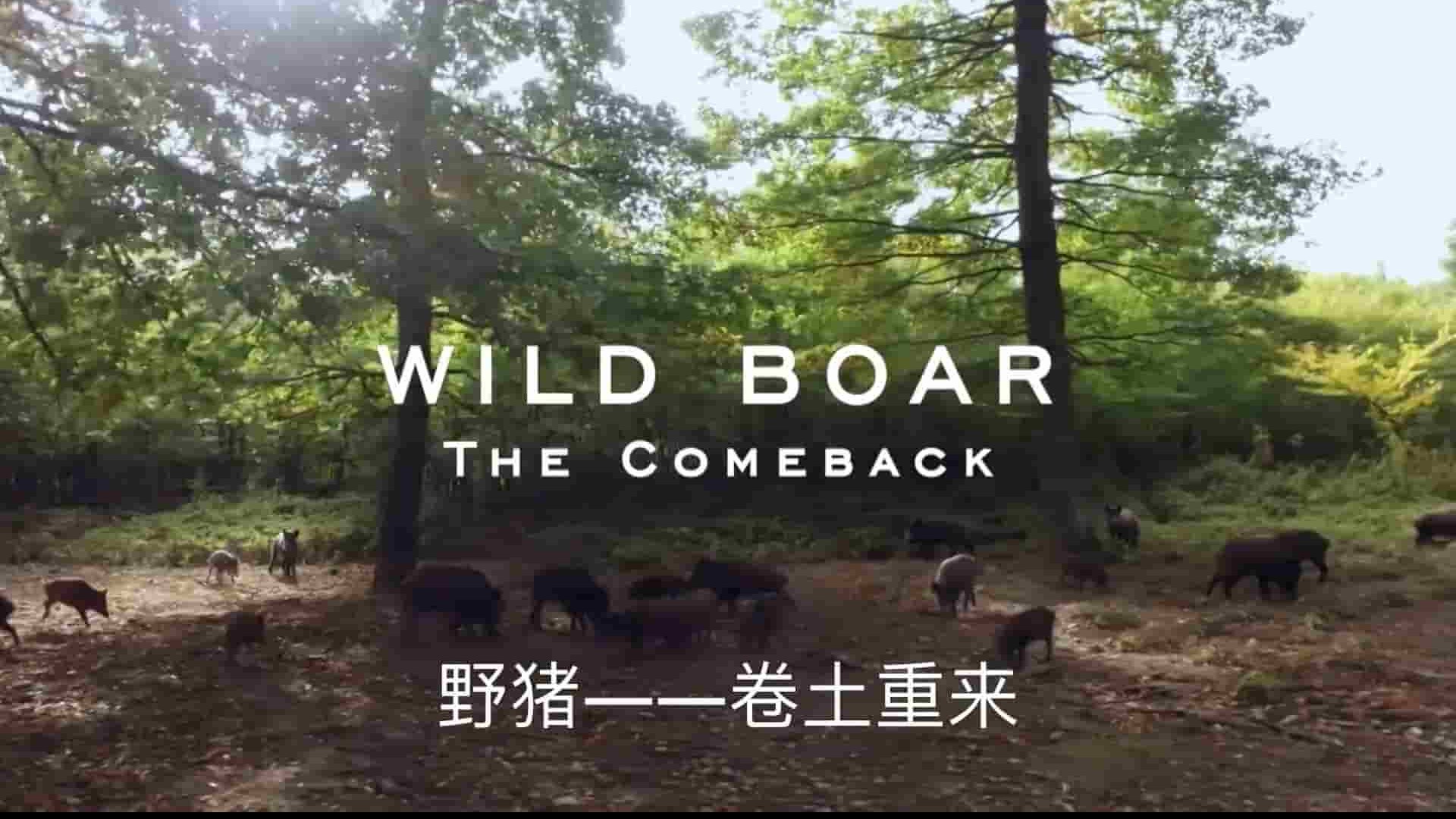 挪威纪录片《野猪：卷土重来 Wild Boar:The Comeback 2022》全1集 英语中字 1080P高清网盘下载