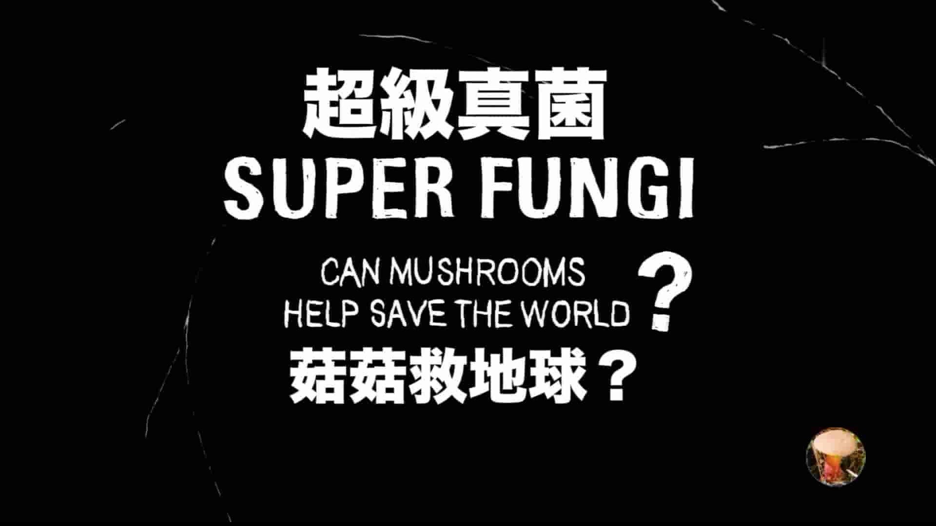 美国纪录片《超级真菌 Super Fungi 2013》全1集 英语中字 1080P高清网盘下载