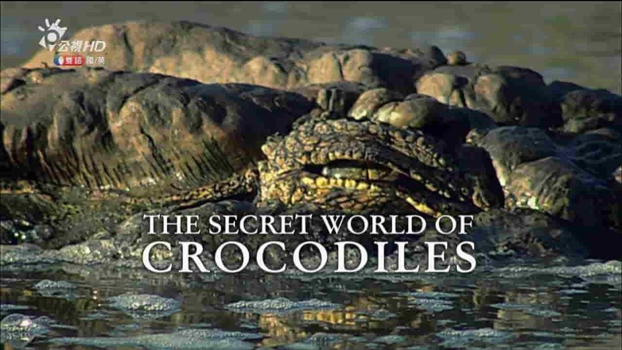 BBC纪录片《鳄鱼的秘密生活 The Secret Life of Crocodiles with Ben Fogle》全2集 国语中字 720P高清网盘下载 