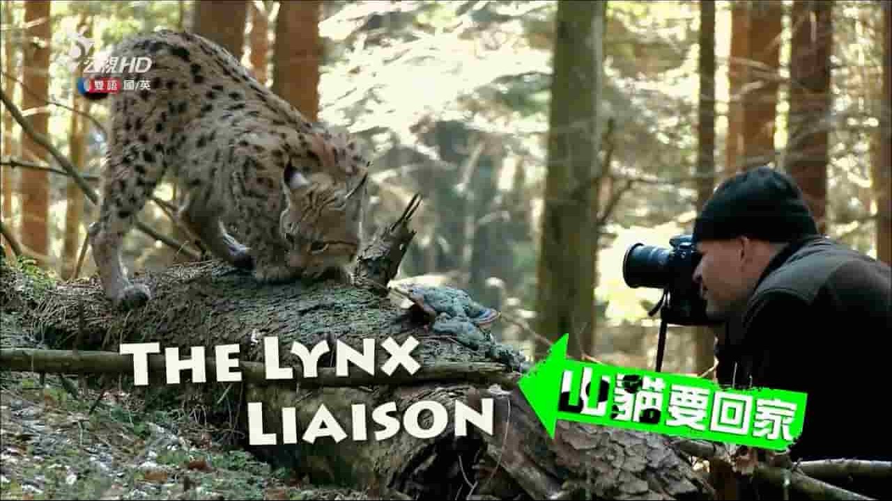 ORF纪录片《山猫要回家/猞猁归家 The Lynx Liaison 2016》全1集 国语中字  720P高清网盘下载 