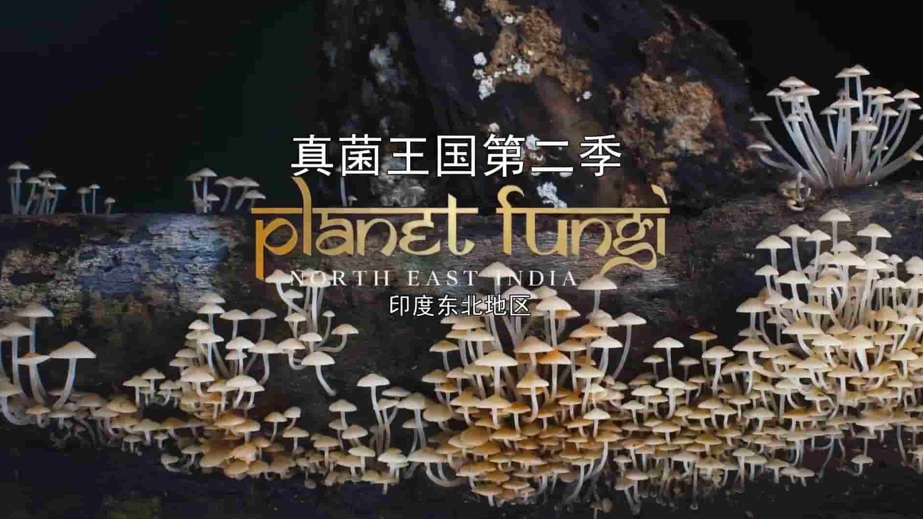加拿大纪录片《真菌王国/真菌如何造就世界 Planet Fungi: North East India 2020》第2季全2集 英语中英双字幕 1080P高清网盘下载