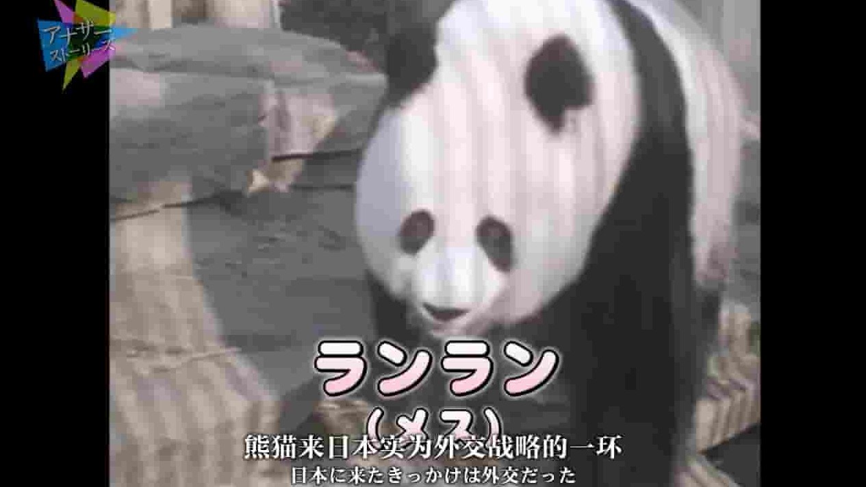 NHK纪录片《熊猫日本首次公开 不为人知的大作战 2016》全1集 日语中日字 720P高清网盘下载