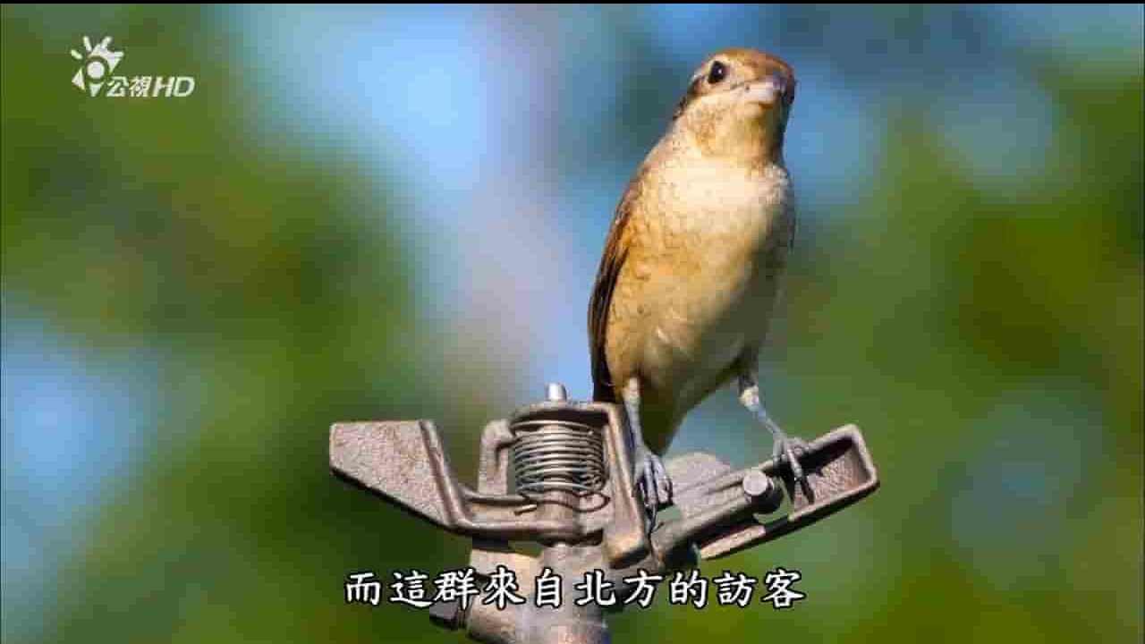 台湾公视《庭院里的伯劳鸟 Shrike In The Courtyard》全1集 国语中字 720P高清网盘下载 