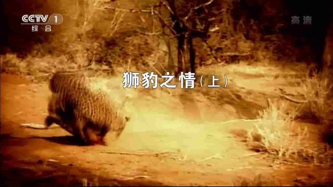 央视纪录片《人与自然 狮豹之情 2016》全2集 国语无字 720P高清网盘下载 