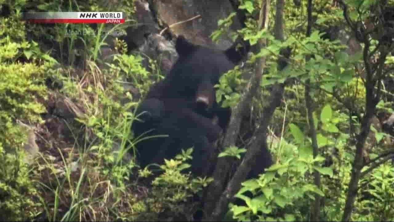 NHK纪录片《亚洲黑熊编年史 Moon Bear Chronicle 2017》全1集 英语无字 720P高清网盘下载